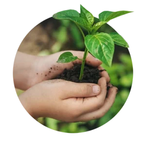 mãos segurando muda de planta simbolizando sustentabilidade